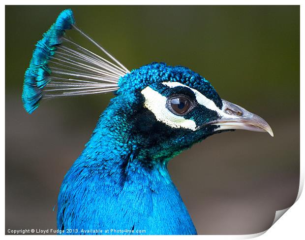 male peacock profile Print by Lloyd Fudge