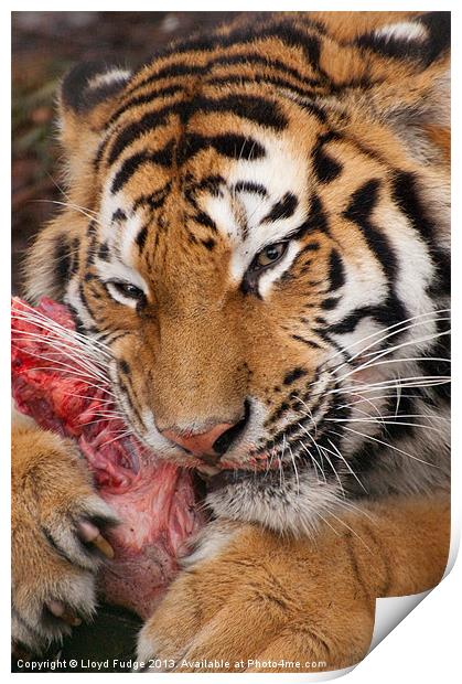 adult tiger with kill Print by Lloyd Fudge