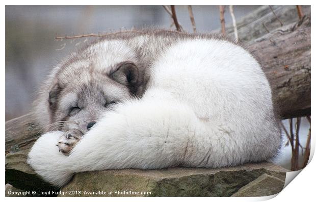 artic fox asleep on rocks Print by Lloyd Fudge
