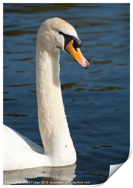 adult swan on the water Print by Lloyd Fudge