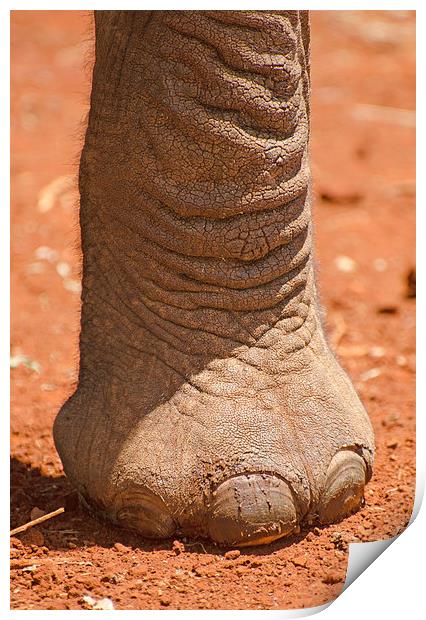 large elephant foot Print by Lloyd Fudge