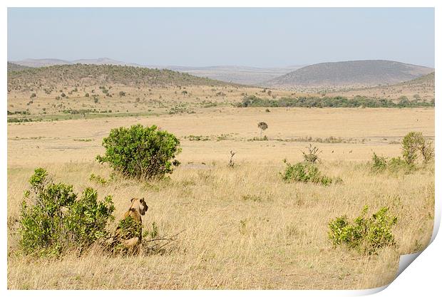 lioness looking out over the grasslands of africa Print by Lloyd Fudge