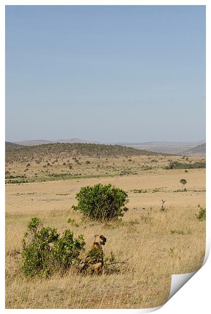 Lioness on the grasslands of Kenya Print by Lloyd Fudge