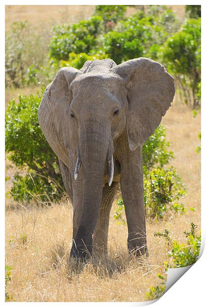 Elephant in africa Print by Lloyd Fudge