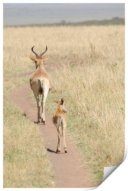 female and baby gazelle Print by Lloyd Fudge