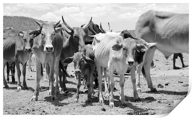 Cows in africa Print by Lloyd Fudge