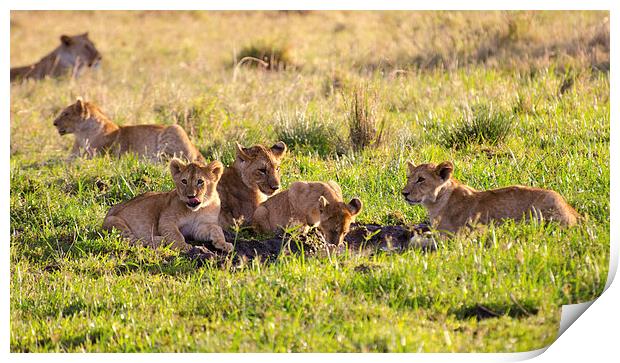 lion cubs around small watering hole Print by Lloyd Fudge