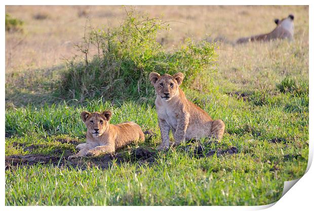 Two lion cubs at small watering hole Print by Lloyd Fudge