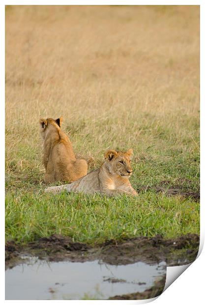lion cubs around small watering hole Print by Lloyd Fudge
