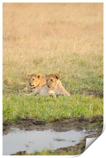 Wild lions near watering hole Print by Lloyd Fudge