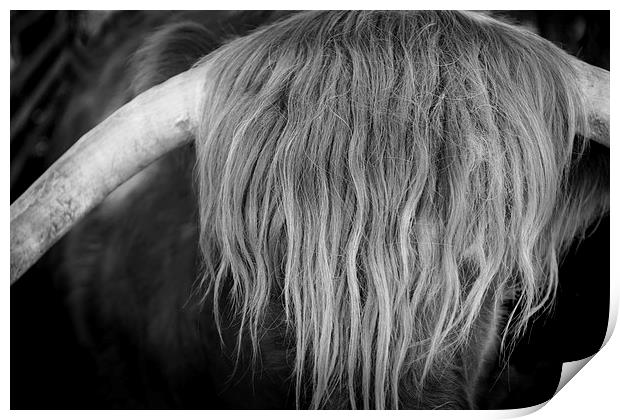 Highland Cattle V6 Print by David Brown
