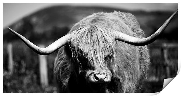 Highland Cattle V10 Print by David Brown