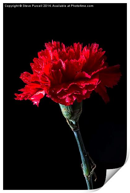 Red Carnation Print by Steven Purcell
