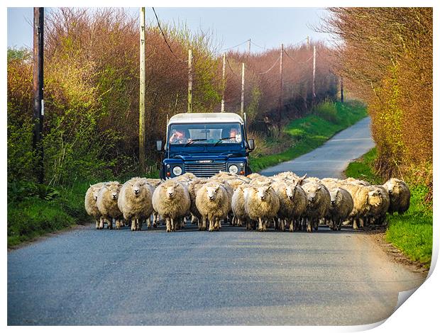 Exmoor Sheep Herding Print by Dave Webb