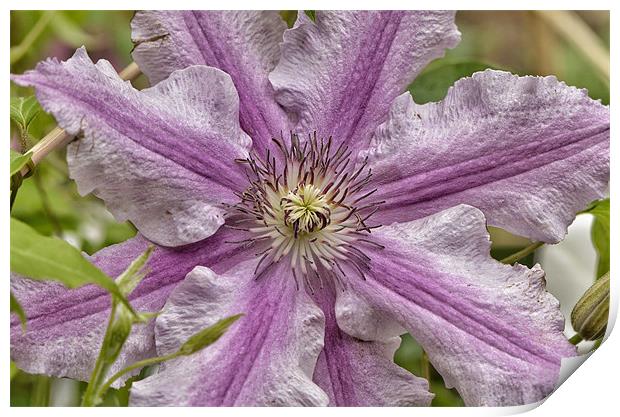 Clematis Print by Mike Jennings