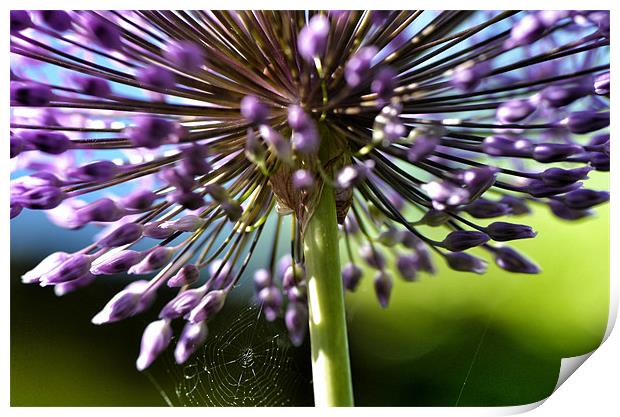 Alium Print by Mike Jennings