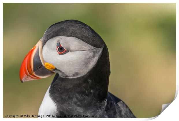 Portrait of a Puffin Print by Mike Jennings