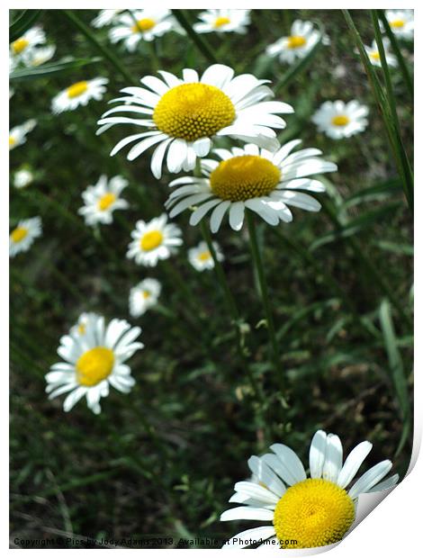 The Shasta Daisies Print by Pics by Jody Adams