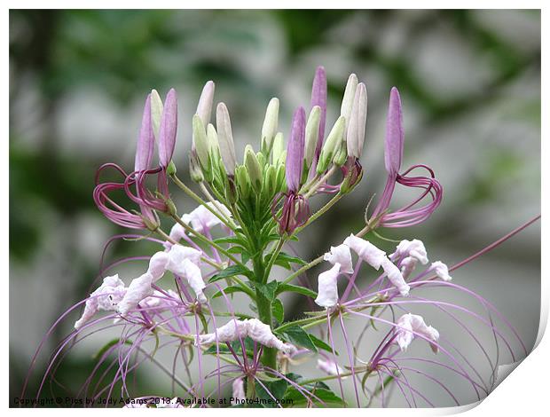 Lavender Spider Lilly Print by Pics by Jody Adams