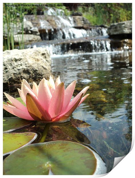 Pink Waterlily and the falls Print by Pics by Jody Adams