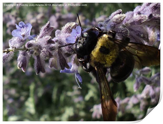 Busy Bee Print by Pics by Jody Adams