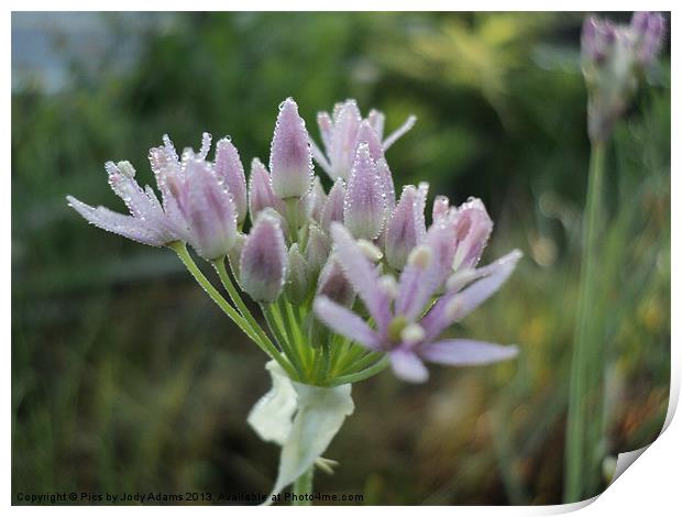 DewDrops on the Lily Print by Pics by Jody Adams