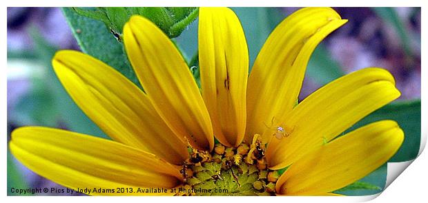 Busy Spider Print by Pics by Jody Adams