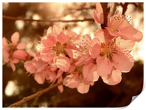Peach Blossoms Print by Pics by Jody Adams