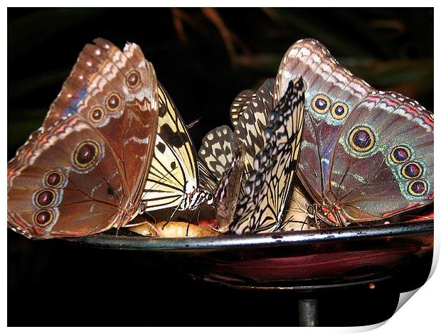 Butterflies Enjoying Dinner Print by Pics by Jody Adams