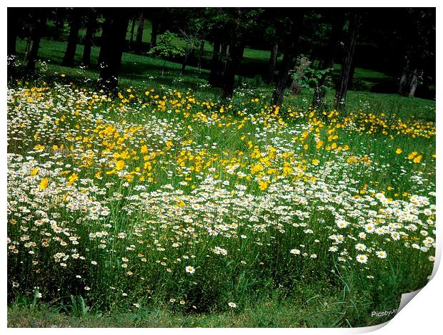 White and Yellow Daisies Print by Pics by Jody Adams