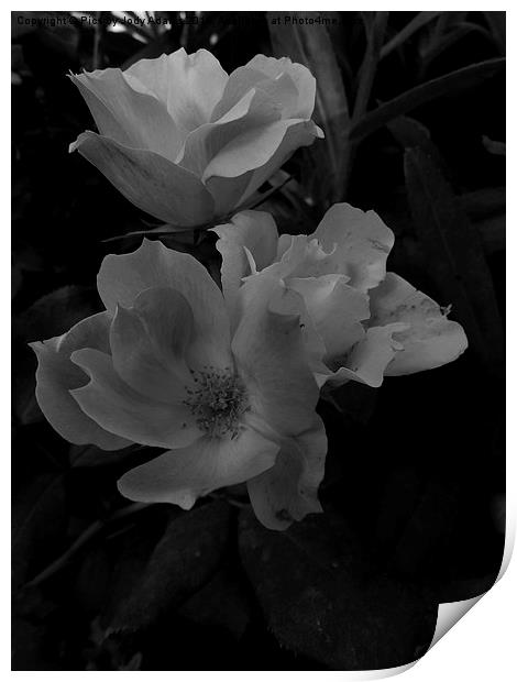  BW Country Roses Print by Pics by Jody Adams