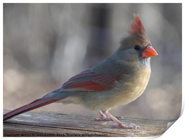Young Cardinal Print by Pics by Jody Adams