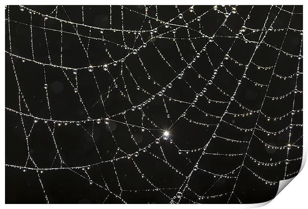 web of dew Print by kev bates