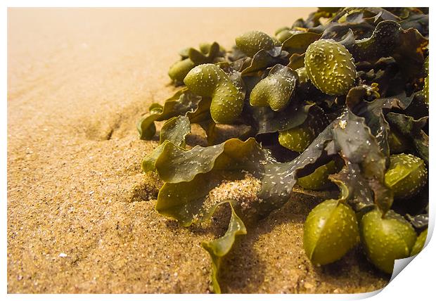 Seaweed on Beach Print by Steve Townsend
