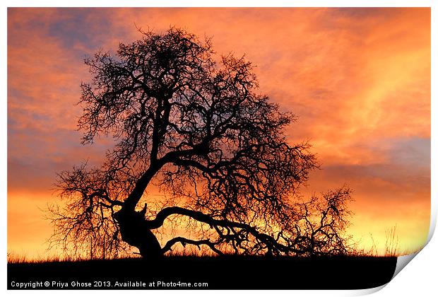 Tree With Sky On Fire Print by Priya Ghose