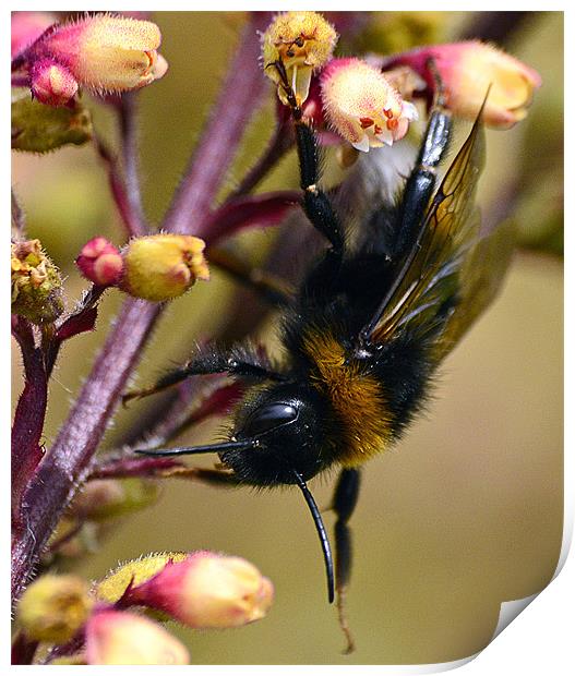 Bumble Bee on Plant Print by Wayne Usher