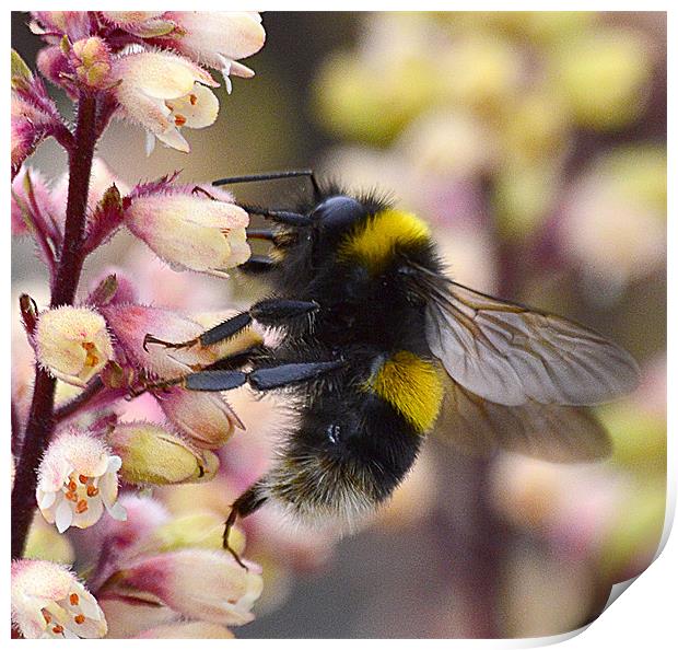 Bumble Bee Collecting Pollen Print by Wayne Usher