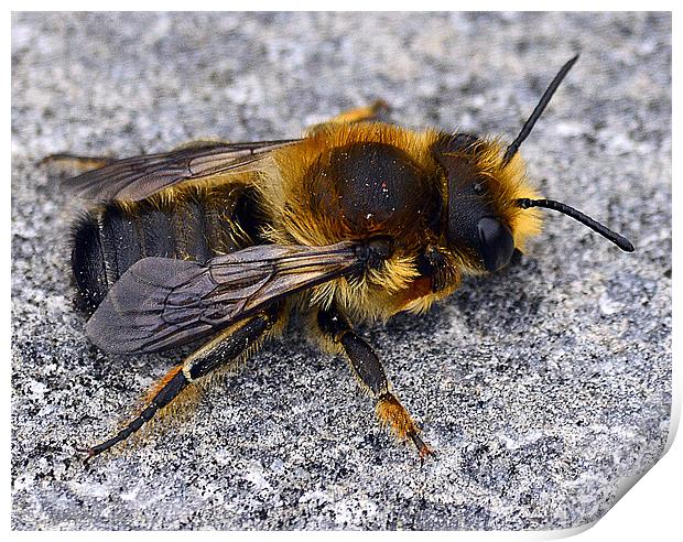 Bumble Bee Resting Print by Wayne Usher