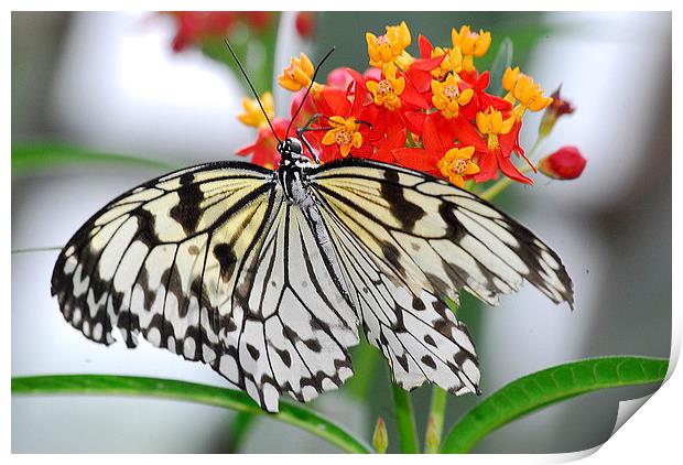   Beautiful White Butterfly Print by Wayne Usher