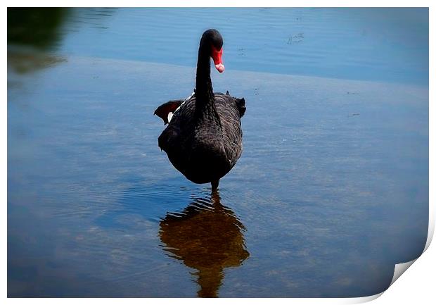  Black Swan Lake Print by Colin Richards