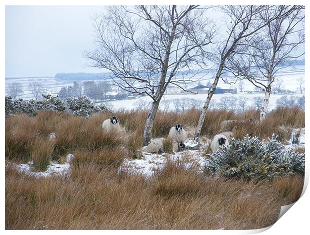 Sheltering Sheep Print by Susan Mundell