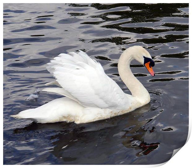 Swan Song Print by Susan Mundell