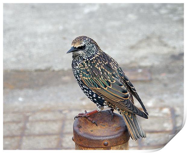 Starling Print by Susan Mundell