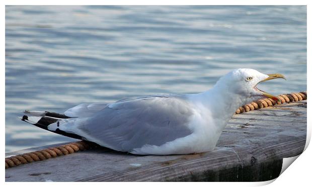 Bird Talk Print by Susan Mundell