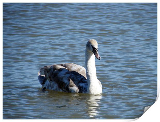 Cygnet Solo Print by Susan Mundell