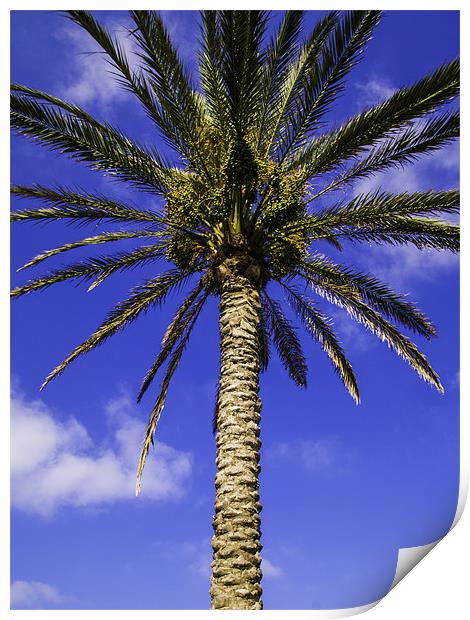 palm tree Print by Robert Bennett