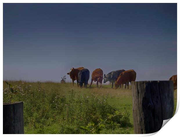 cows in a feild Print by Robert Bennett