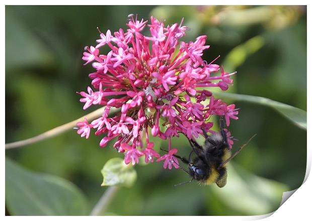 Bee pretty in pink Print by Gemma Shipley