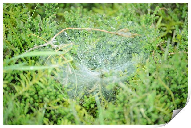 Morning dew on the spiders web Print by Gemma Shipley