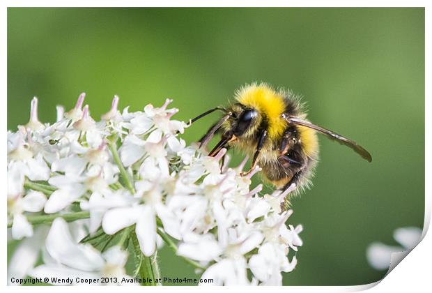 Busy Bee Print by Wendy Cooper
